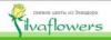 Магазин цветов Silvaflowers в Санкт-Петербурге: адреса и телефоны, официальный сайт, каталог товаров