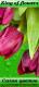 Магазин цветов King of flowers в Санкт-Петербурге: адреса и телефоны, официальный сайт, каталог товаров